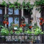 Balcon cu plante decorative