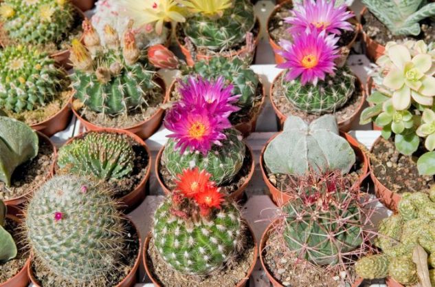 Gradina cu cactusi infloriti