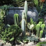 Gradina cu cactusi si plante suculente