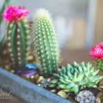 Gradina in miniatura cu cactusi infloriti