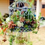 Suport plante suculente din colivie decorativa