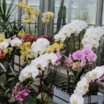 Orhidee cu flori multicolore