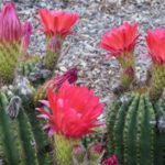 Cactus cu flori rosii